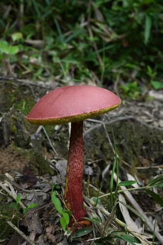 Heimioporus japonicus