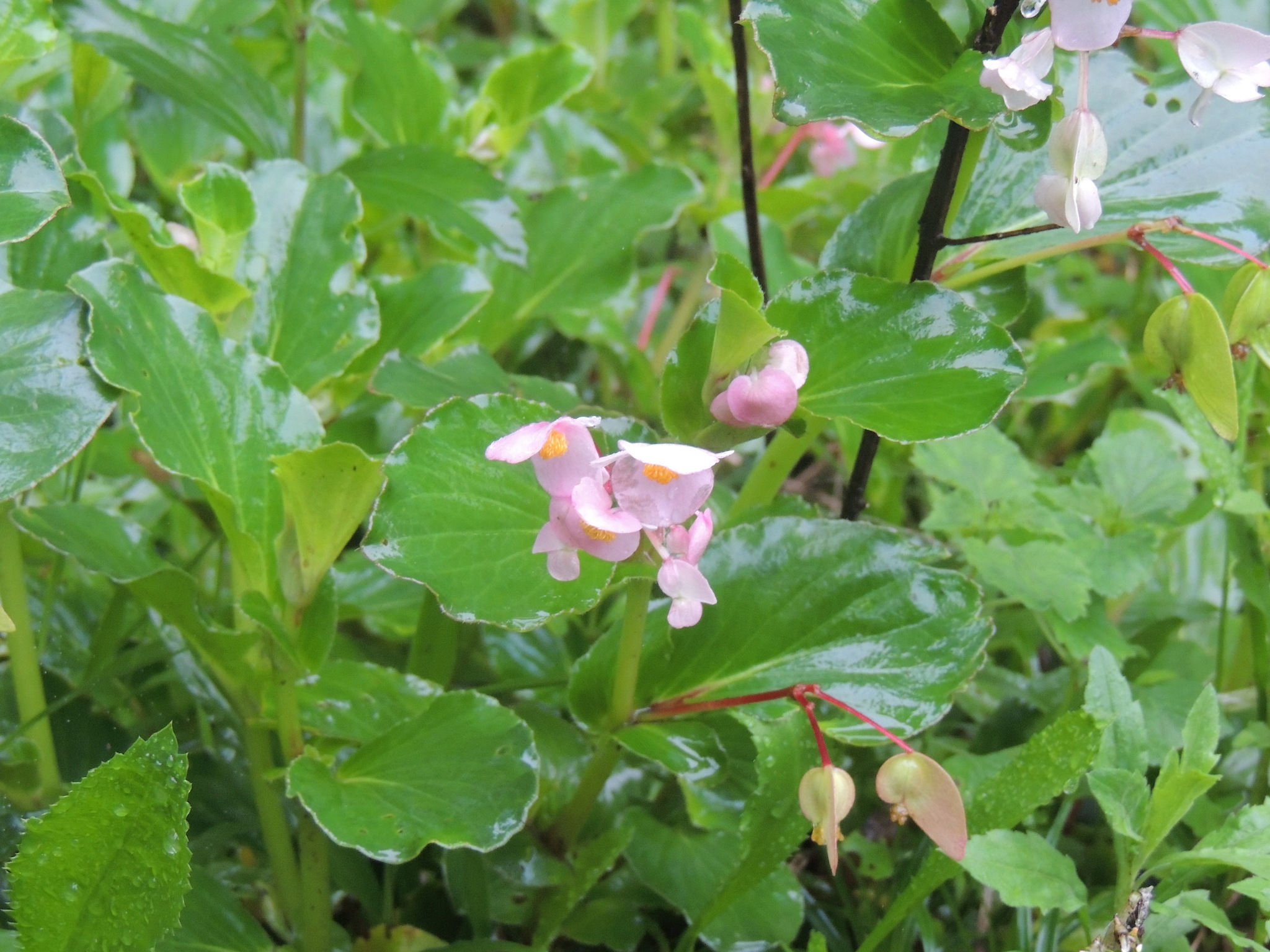Begonia cucullata