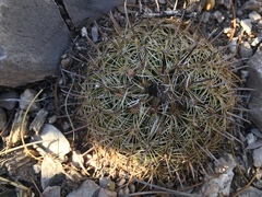 Coryphantha delicata