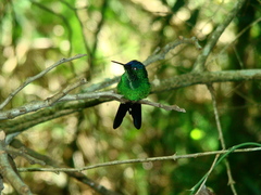 Thalurania glaucopis