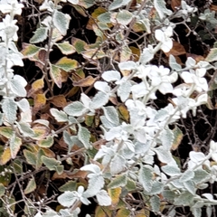 Helichrysum petiolare