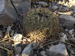 Coryphantha delicata