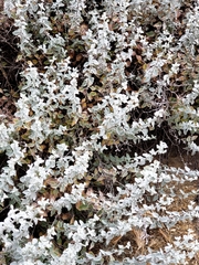 Helichrysum petiolare