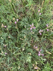 Astragalus flexuosus