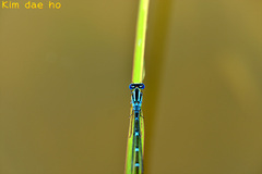 Paracercion melanotum