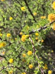 Vachellia glandulifera