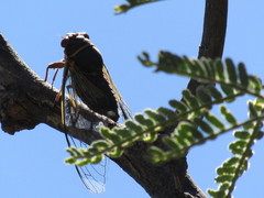 Diceroprocta semicincta