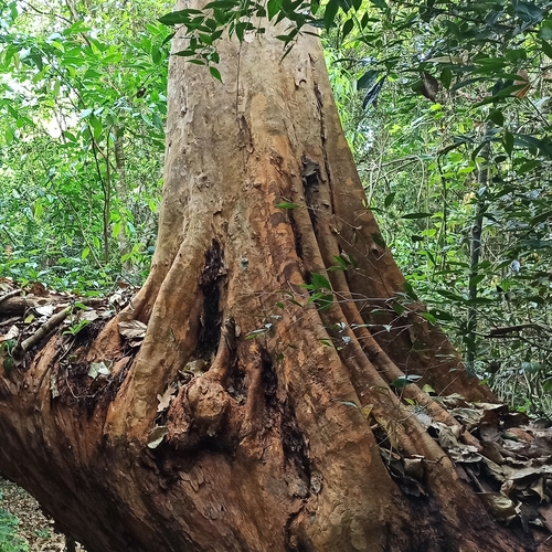 Terminalia mameluco (Terminalia mameluco)