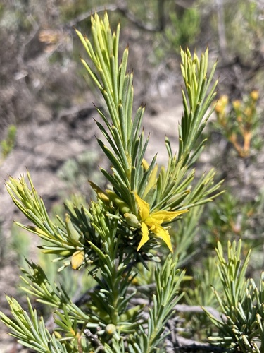 Persoonia filiformis