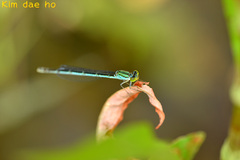 Paracercion melanotum