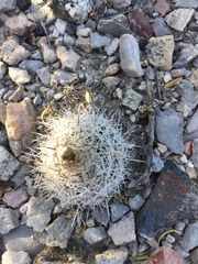 Rapicactus beguinii