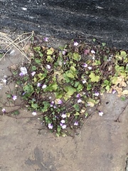 Cymbalaria muralis