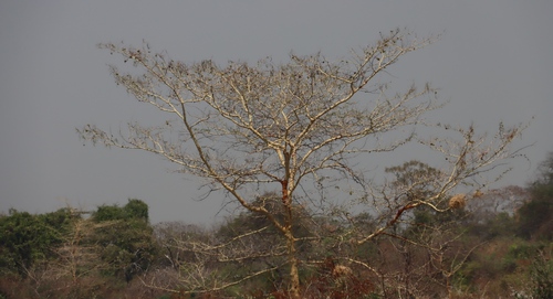 fever tree