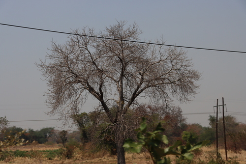 marula