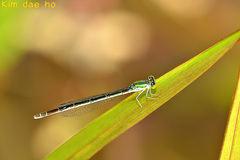 Paracercion melanotum