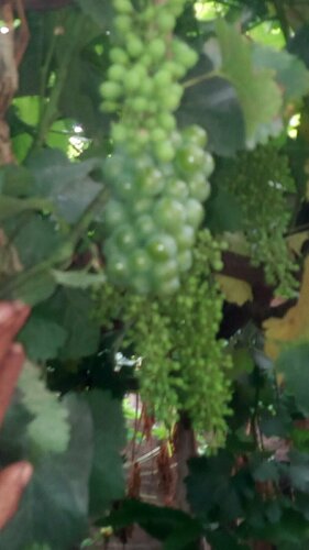 Vitis vinifera vinifera