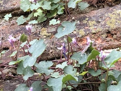 Cymbalaria muralis