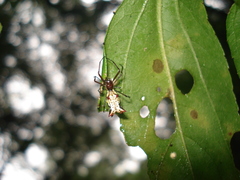 Micrathena nigrichelis
