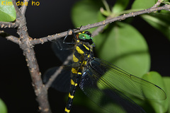 Anotogaster sieboldii