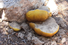 Butyriboletus abieticola