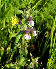 Stachys arabica