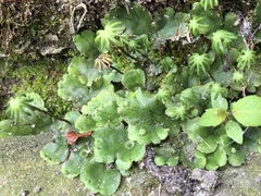 Marchantia polymorpha