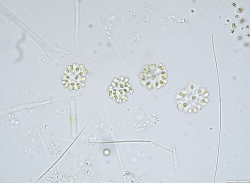 Snowella lacustris, 2024-06-11
