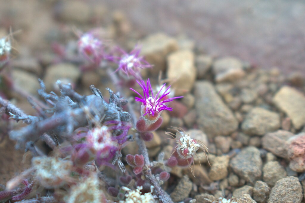 Drosanthemum archeri 2