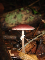 Agaricales