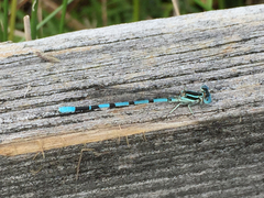 Argia bipunctulata