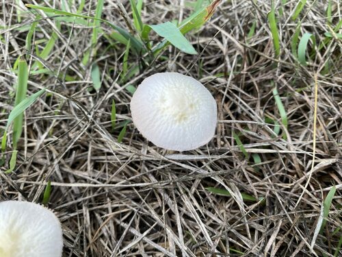 Agrocybe molesta