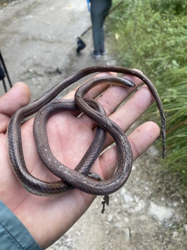 Photo of a Himalayan Stripe-necked Snake (Liopeltis rappi)