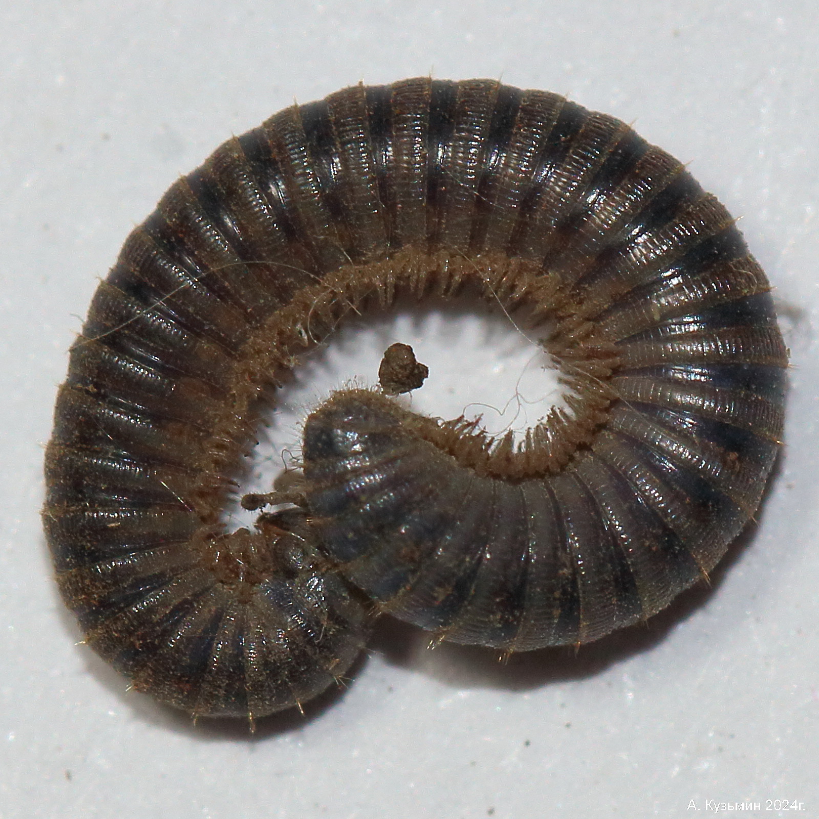 Кивсяк Серый (Rossiulus kessleri)