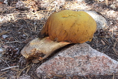 Butyriboletus abieticola