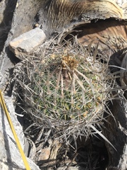 Echinofossulocactus lloydii