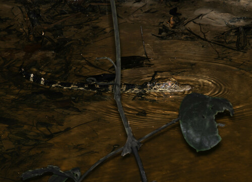 Dwarf Crocodile