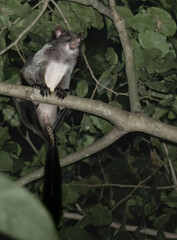 Lord Derby's Scaly-Tailed Squirrel photo 4
