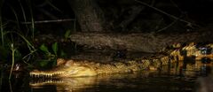 African Slender-Snouted Crocodile photo 2
