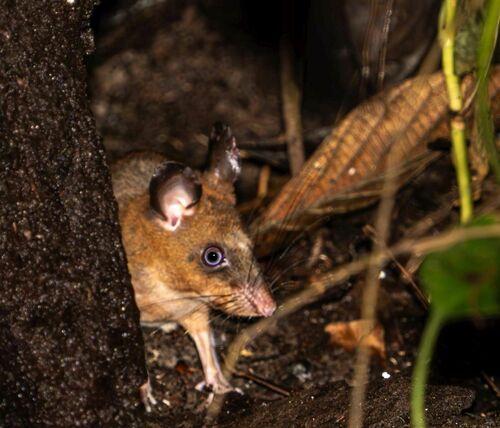 Cansdale's Swamp Rat (Malacomys cansdalei) — Least Concern Mammalia