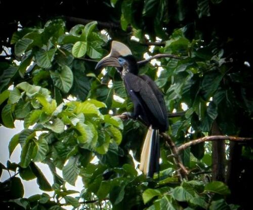 Yellow-casqued Hornbill