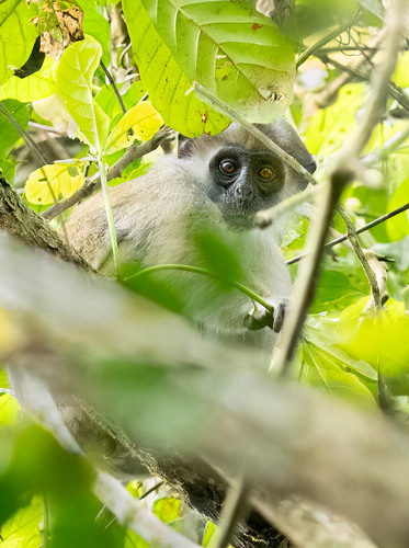Olive Colobus