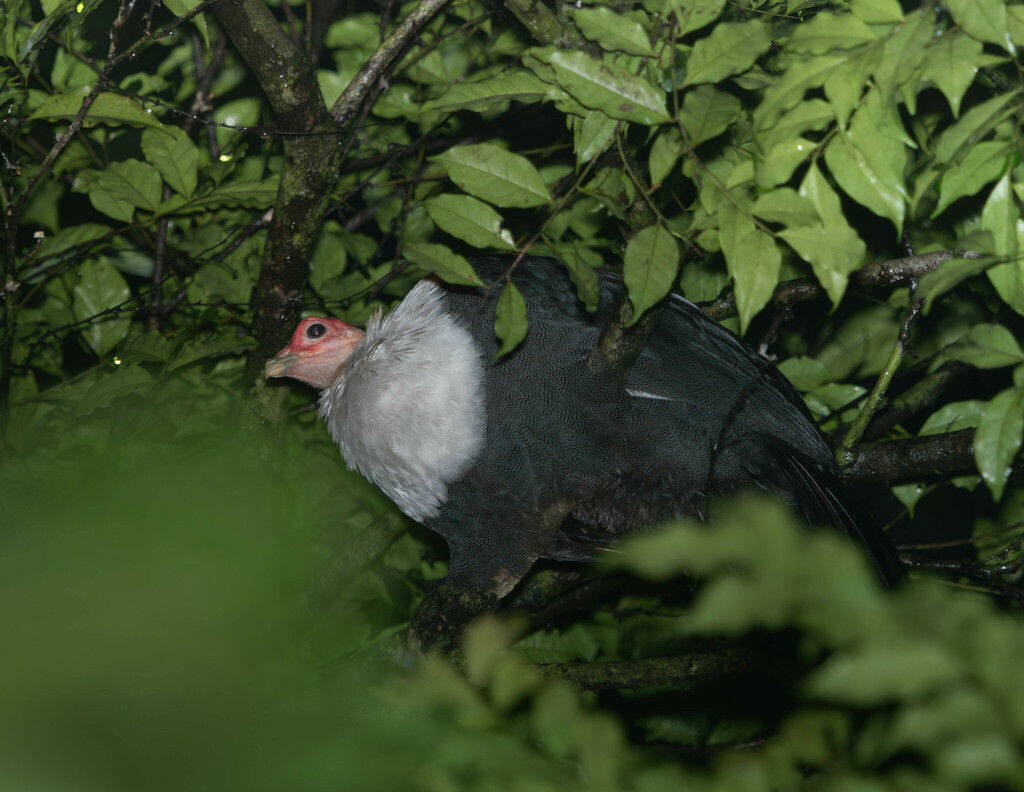 Unspotted Guineafowl