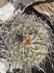 Echinofossulocactus lloydii