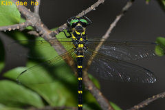 Anotogaster sieboldii