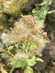 Centranthus ruber
