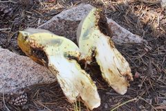 Butyriboletus abieticola