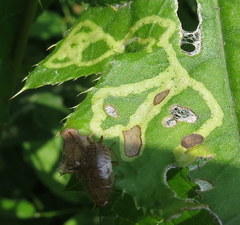 Phytomyza syngenesiae group