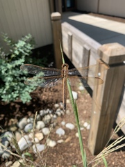 Libellula needhami