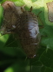 Ectobius pallidus