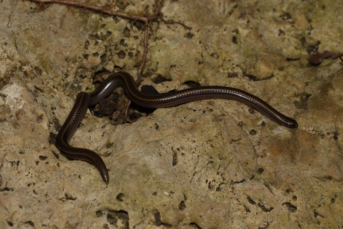 Photo of a Two-lined Blind Snake (Tetracheilostoma bilineatum)